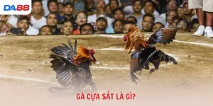 Gà cựa sắt là gì