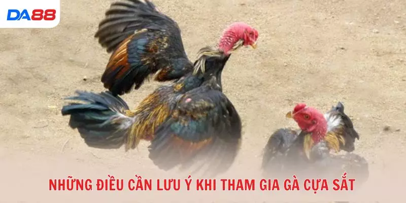 Những điều cần lưu ý khi tham gia gà cựa sắt
